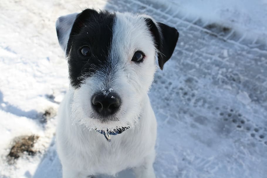 negru, alb, model, animal, alb-negru, câine, portret, animale de companie, zăpadă, drăguţ, în aer liber, iarnă, canin, câine de rasă pură, un animal, mamifer, intern, animale tematice, animale domestice, privind camera, temperatura rece, culoare alba, animale vertebrate, să se concentreze asupra primelor elemente, teren, zi, nici o persoana, Jack Russell terrier, 4K