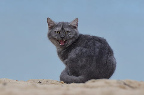 sort, kat, sand, strand, ung kat, et dyr, pattedyr, kæledyr, indenlandske, dyreliv, ingen mennesker, hvirveldyr, husdyr, portræt, dyr i naturen, natur, munden åben, sidder, feline, himmel, mund, jord, 1080P, CC0, offentligt domæne, royaltyfrie