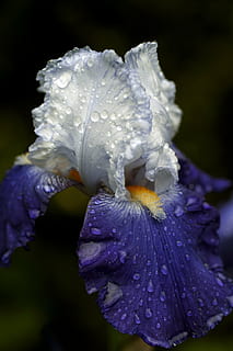selektif, fotografi fokus, putih, ungu, bunga iris, embun, iris, bunga, biru, makro, terang dan teduh, tetes embun, taman, alam, violet, menanam, merapatkan, keindahan di alam, bunga tunggal, tanaman berbunga, penurunan, kerentanan, daun bunga, kerapuhan, air, kesegaran, basah, hal berkembang, kepala bunga, pertumbuhan, fokus pada latar depan, iris - tanaman, tidak ada orang, di luar rumah, kemurnian, titisan hujan, serbuk sari, hujan, 4K, CC0, domain publik, bebas royalti