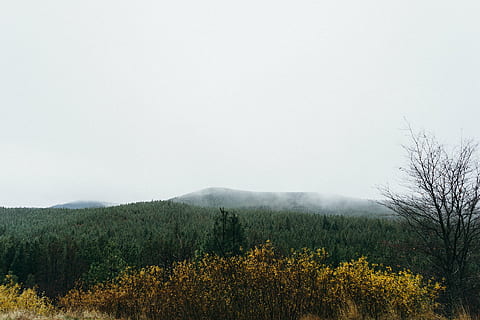 arbres, ennuvolat, cel, verd, a prop, muntanya, boira, bosc, naturalesa, arbusts, gris, camp, agricultura, paisatge, escena rural, creixement, groc, planta, dia, a l'aire lliure, arbre, bellesa a la natura, medi ambient, escenics - natura, terra, tranquil·litat, cap gent, escena no urbana, escena tranquil·la, bosc de pi, pi, arbre de coníferes, 1080P, CC0, domini públic, lliure de regalies