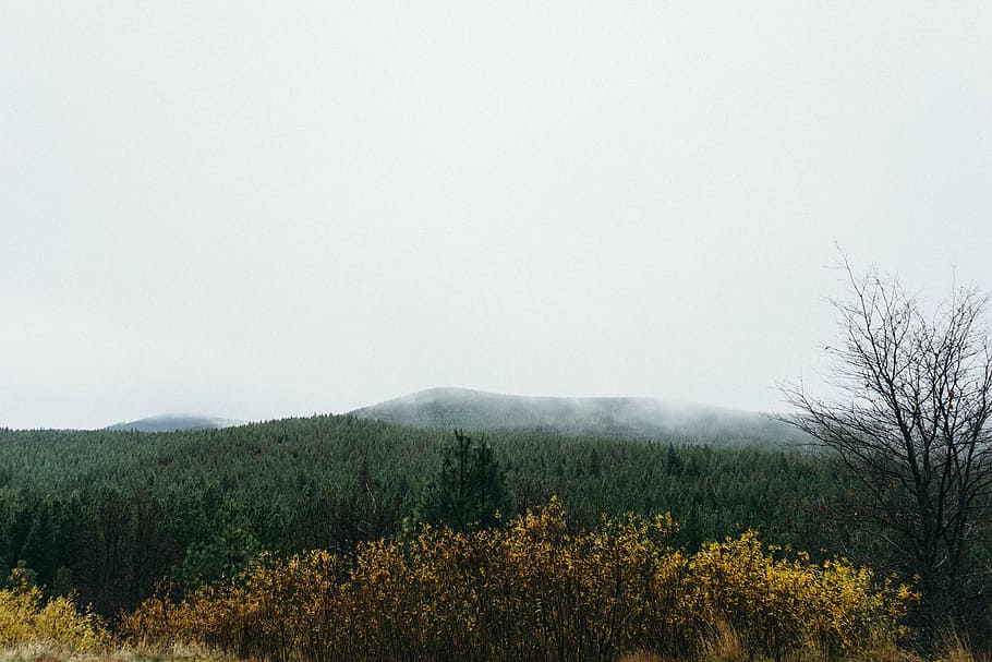 arbres, ennuvolat, cel, verd, a prop, muntanya, boira, bosc, naturalesa, arbusts, gris, camp, agricultura, paisatge, escena rural, creixement, groc, planta, dia, a l'aire lliure, arbre, bellesa a la natura, medi ambient, escenics - natura, terra, tranquil·litat, cap gent, escena no urbana, escena tranquil·la, bosc de pi, pi, arbre de coníferes, 1080P
