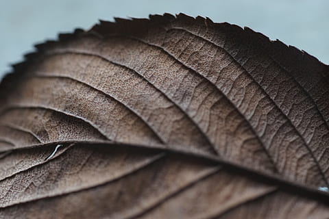 fermer, la photographie, flétri, feuille, veines, nerfs, macro, modèle, texture, Naturel, marron, sec, saison, l'automne, tomber, flore, botanique, partie de la plante, personne, la nature, arrière-plans, veine de la feuille, mise au point sélective, se concentrer sur le premier plan, plante, nature morte, texturé, plein cadre, prise de vue en studio, fragilité, vulnérabilité, en plein air, feuilles, 5K, CC0, domaine public, libre de droits