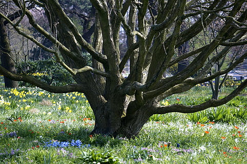 trunchi de copac, verde, iarbă, copac, primăvară, copac vechi, parc, Hamburg, natură, floare, plantă, teren, creştere, frumusețe în natură, planta cu flori, trompă, Culoarea verde, zi, nici o persoana, liniște, camp, ramură, mediu inconjurator, pădure, în aer liber, 4K, CC0, domeniu public, fără drepturi de autor