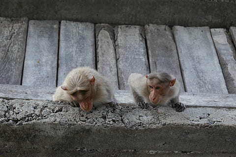 dos, blanco, monos, alpinismo, gris, pared, hormigón, borde, mono, par, piedra, grupo de animales, temas de animales, mamífero, animal, primate, dos animales, fauna animal, animales en la naturaleza, vertebrado, nadie, día, centrarse en primer plano, animal joven, relajación, al aire libre, unión, sentado, estructura construida, familia de animales, 4K, CC0, dominio público, libre de derechos