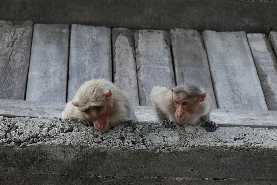 dos, blanc, micos, escalada, gris, paret, concret, vora, mico, parell, pedra, grup d’animals, temes d'animals, mamífer, animal, primat, dos animals, fauna animal, animals a la natura, vertebrats, cap gent, dia, centrar-se en primer pla, animal jove, relaxació, a l'aire lliure, unió, assegut, estructura construïda, família d’animals, 4K