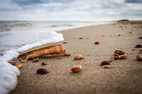 brown, white, seashells, seashore, beach, sea, shell, sand, holiday, clouds, sword shell, foam, spray, detail, summer, travel, sand beach, nature, orange, red, pink, yellow, horizon, sky, water, north sea, coastline, vacations, animal Shell, land, selective focus, beauty in nature, surface level, wave, day, tranquility, scenics - nature, no people, tranquil scene, horizon over water, aquatic sport, outdoors, 1080P, CC0, public domain, royalty free