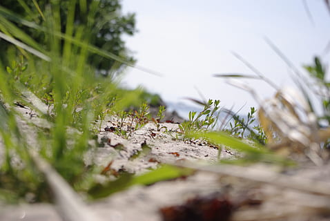 natura, spiaggia, arcipelago, pianta, messa a fuoco selettiva, crescita, erba, nessuno, campo, giorno, avvicinamento, terra, colore verde, la tranquillità, bellezza nella natura, all'aperto, livello di superficie, cielo, acqua, luce del sole, albero, concentrarsi sullo sfondo, filo d'erba, 4K, CC0, dominio pubblico, privo di copyright