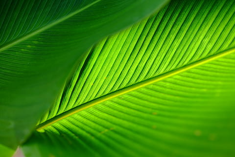 palmell de fulla verda, tancar, foto, verd, full, verd brillant, patró, llum solar, naturalesa, part de la planta, color verd, fulla de palma, fons, Palmera, planta, clima tropical, arbre, bellesa a la natura, primer pla, marc complet, resum, fronda, creixement, cap gent, vena de la fulla, medi ambient, fons abstractes, a l'aire lliure, selva tropical, efecte texturat, fulles, pluja tropical, 4K, CC0, domini públic, lliure de regalies