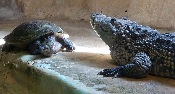tortuga, cocodril, animals, rèptil, temes d'animals, vertebrats, animal, fauna animal, animals a la natura, grup d’animals, dos animals, cap gent, zoo, dia, animals en captivitat, aigua, naturalesa, a l'aire lliure, amfibi, 1080P, CC0, domini públic, lliure de regalies
