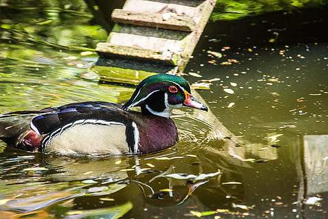 Ente, Vogel, Enten, Tierthemen, Wasser, Tierwelt, Tier, Wirbeltier, Tiere in freier Wildbahn, See, ein Tier, Geflügel, Mandarinente, Schwimmen, Natur, keine Leute, Reflexion, Tag, männliches Tier, 5K, CC0, gemeinfrei, lizenzfrei