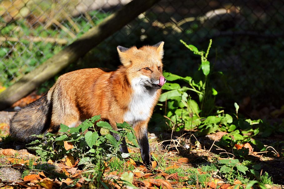 vermell, guineu, de peu, tanca, durant el dia, fuchs, guineu vermell, depredador, pèl vermellós, pell, animal salvatge, llengua, llepar, animal, animals del bosc, bonic, vermellós, zoo, parc natural, observació de wildpark, un animal, fauna animal, animals a la natura, mamífer, vertebrats, naturalesa, retrat, cap gent, a l'aire lliure, supervivència, cacera, caça d’animals, planta, caní, part de la planta, 5K