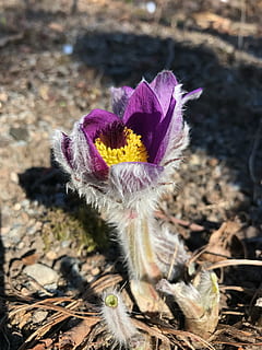 blomma, backsippa, vår, blommande växt, växt, bräcklighet, sårbarhet, skönhet i naturen, natur, närbild, blomställning, inget folk, tillväxt, kronblad, blomhuvud, friskhet, dag, fält, fokusera på förgrunden, landa, solljus, högvinkelvy, utomhus, lila, iris, pollen, krokus, 4K, CC0, offentligt domän, royaltyfria