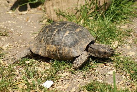tortoise, turtle, reptile, shell, wildlife, animal, animal themes, animal wildlife, one animal, animals in the wild, vertebrate, nature, plant, no people, land, grass, day, sunlight, animal shell, field, outdoors, tortoise shell, 2K, CC0, public domain, royalty free