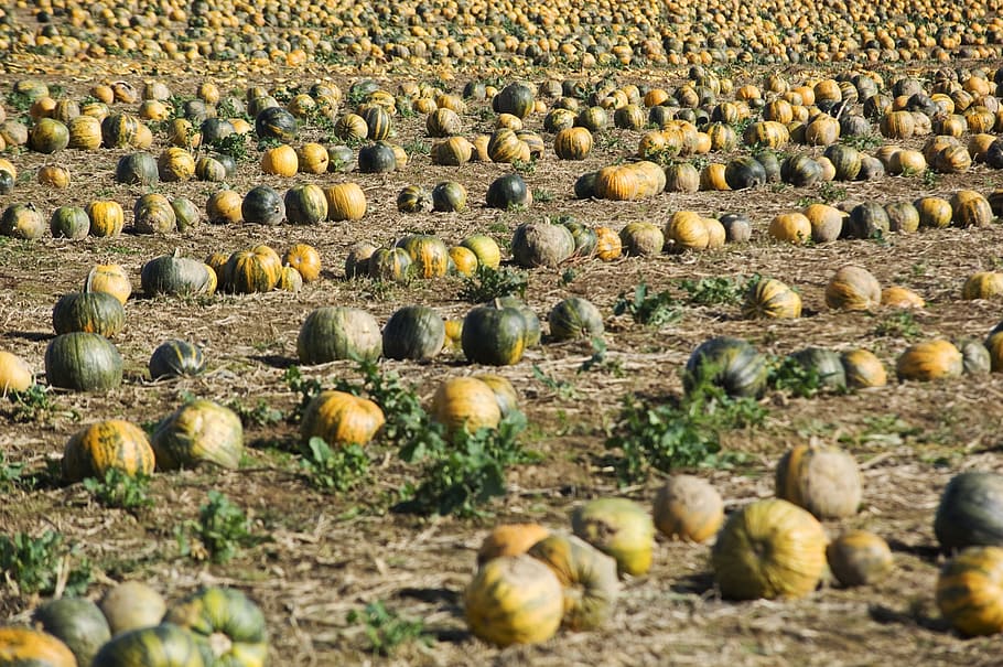 dýně, pole, squash, zemědělství, barvitý, doby sklizně, oranžový, podzim, žlutá, bio, zelená, orný, pěstování, jídlo, předvečer Všech svatých, cucurbita maxima, pěstování dýně, Vybrat, přistát, nikdo, den, Příroda, jídlo a pití, Zdravé stravování, hojnost, selektivní zaměření, velká skupina objektů, zeleniny, rostlina, svěžest, venku, v řadě, sklizně, životní prostředí, ovoce, 2K