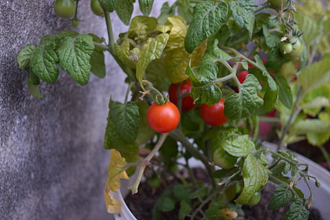 tomat, kirsebær, grøntsager, grøntsag, sund og rask, rød, rund, mad, cherrytomater, fad, mad og drikke, frugt, sund kost, blad, velvære, plante del, friskhed, vækst, plante, natur, tæt på, ingen mennesker, grøn farve, dag, moden, fokus på forgrunden, udendørs, urt, 5K, CC0, offentligt domæne, royaltyfrie