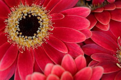 flori rosii, gerbera, piculină, închide, germini, roșu, macro, romantic, galben, negru, floristica, florar, flori, inflori, a inflori, flori liant, floare, petală, cap de floare, fragilitate, a închide, planta cu flori, plantă, frumusețe în natură, prospeţime, vulnerabilitate, inflorescenţă, creştere, polen, natură, nici o persoana, cadru complet, zi, fundaluri, 4K, CC0, domeniu public, fără drepturi de autor