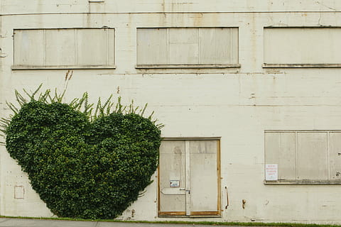 green, bush plant, front, building, architecture, infrastructure, structure, establishment, leaves, door, building exterior, built structure, plant, no people, green color, window, growth, day, wall - building feature, outdoors, nature, residential district, wall, potted plant, wood - material, house, cactus, 4K, CC0, public domain, royalty free