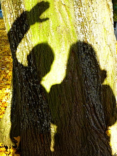ombra, schema, luce, ombre cinesi, tronco d'albero, tronco, luce del sole, natura, albero, pianta, giorno, nessuno, muschio, colore verde, strutturato, crescita, all'aperto, avvicinamento, ruvido, abbaiare, parco, parco - spazio creato dall'uomo, corteccia vegetale, concentrarsi sull'ombra, 4K, CC0, dominio pubblico, privo di copyright