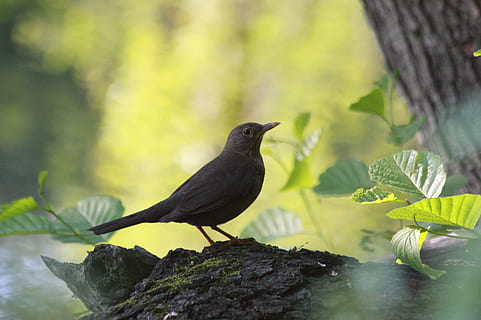 bird, forest, tree, kos, vertebrate, animal themes, animal, animals in the wild, animal wildlife, one animal, perching, plant, day, nature, no people, black color, plant part, leaf, focus on foreground, rock, outdoors, solid, blackbird, 2K, CC0, public domain, royalty free