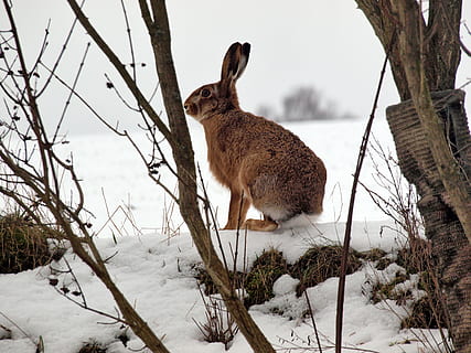 Hase, freilebend, Winter, langohrig, langes ohr kaninchen, Schnee, kalte Temperatur, ein Tier, Tier, Säugetier, Tierthemen, Wirbeltier, Pflanze, Natur, keine Leute, Baum, Feld, Land, Tierwelt, Tiere in freier Wildbahn, Tag, Abdeckung, Haustiere, pflanzenfressend, 2K, CC0, gemeinfrei, lizenzfrei