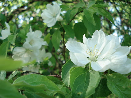 Apfelbaum, blühend, Baum, Frühling, Blume, Frühlingsblumen, Pflanze, blühende Pflanze, Blatt, Pflanzenteil, Schönheit in der Natur, Wachstum, Frische, Zerbrechlichkeit, Verletzlichkeit, Blütenblatt, Nahansicht, weiße Farbe, Natur, grüne Farbe, Blütenstand, Tag, Blütenkopf, keine Leute, Fokus auf den Vordergrund, draußen, Pollen, 2K, CC0, gemeinfrei, lizenzfrei