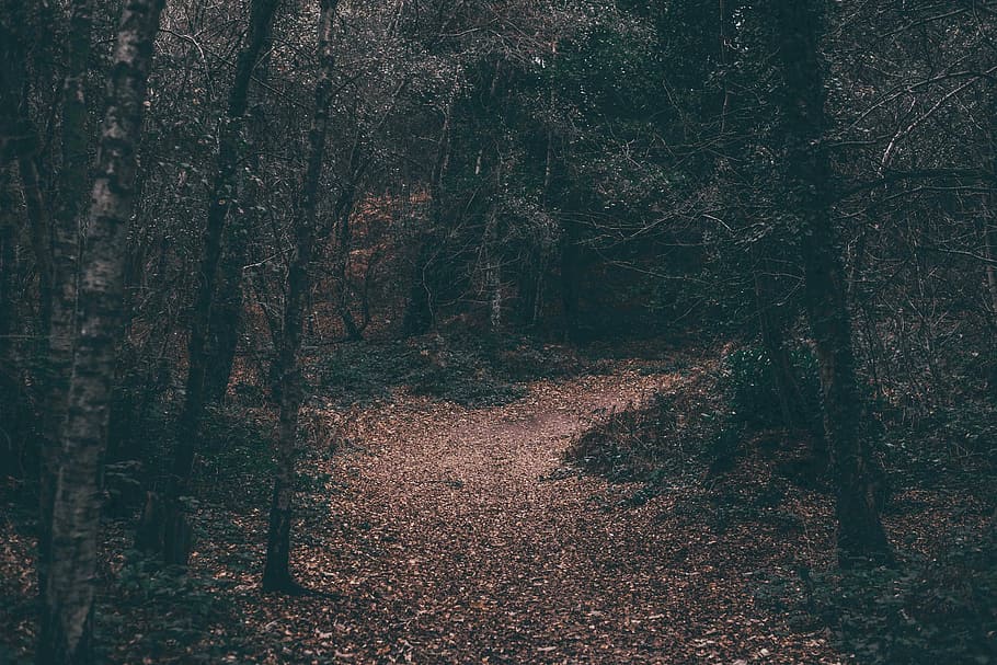 caminho, papel de parede floresta, fotografia de paisagem, floresta, rastrear, parque, árvore, outono, cenário, natureza, perdido, animais selvagens, madeira, plantar, terra, tronco de árvore, tronco, tranquilidade, cena tranquila, ninguém, beleza na natureza, crescimento, trilha, o caminho a seguir, cena não urbana, scenics - natureza, dia, meio Ambiente, direção, ao ar livre, mudança, 5K