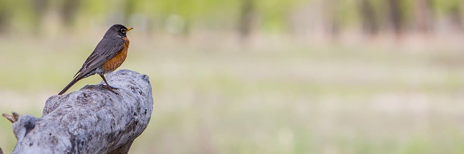 grau, Orange, Vogel, Stehen, Ast, Header, Natur, Frühling, Robin, leeren, Platz, Tierwelt, Banner, Design, Jahreszeit, natürlich, Wald, draußen, aufbieten, ausrufen, zurufen, Webseite, ein Tier, Tierthemen, Tiere in freier Wildbahn, Fokus auf den Vordergrund, Tag, hocken, keine Leute, Wirbeltier, Baum, Pflanze, Schönheit in der Natur, Nahansicht, Holz - Material, Panorama-, 2K