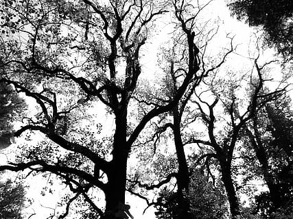 alberi, astratto, ombra, sagome, albero, sfondo bianco, bw, foto in bianco e nero, pianta, ramo, Inquadratura dal basso, la tranquillità, nessuno, cielo, natura, bellezza nella natura, giorno, crescita, all'aperto, sfondi, silhouette, fotogramma intero, tronco d'albero, tronco, scenics - natura, baldacchino di albero, foresta, 4K, CC0, dominio pubblico, privo di copyright