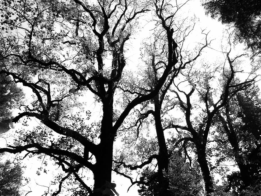 alberi, astratto, ombra, sagome, albero, sfondo bianco, bw, foto in bianco e nero, pianta, ramo, Inquadratura dal basso, la tranquillità, nessuno, cielo, natura, bellezza nella natura, giorno, crescita, all'aperto, sfondi, silhouette, fotogramma intero, tronco d'albero, tronco, scenics - natura, baldacchino di albero, foresta, 4K
