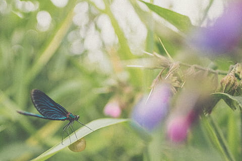 basso angolo, blu, farfalla, erba, selettivo, messa a fuoco, nero, verde, libellula, giorno, mosca di donzella, foglia verde, messa a fuoco selettiva, fotografia, natura, insetto, estate, animale, ala animale, avvicinamento, bellezza nella natura, colore verde, fiore, all'aperto, farfalla - insetto, pianta, macro, temi animali, animali allo stato selvatico, un animale, invertebrato, fauna selvatica, crescita, concentrarsi sulle conoscenze acquisite, parte vegetale, nessuno, foglia, damselfly, impollinazione, 4K, CC0, dominio pubblico, privo di copyright
