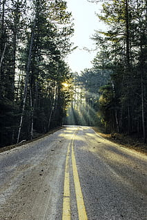strada, circondato, alberi, vuoto, calcestruzzo, verde, albero, foresta, luce del sole, linea, strada vuota, albero alto, viaggio, viaggio su strada, rurale, minnesotum, sole, luce, pianta, mezzi di trasporto, simbolo, direzione, natura, la tranquillità, la strada davanti, nessuno, cartello, marcatura, segnaletica stradale, prospettiva decrescente, giorno, cielo, bellezza nella natura, scena tranquilla, terra, all'aperto, linea di divisione, 4K, CC0, dominio pubblico, privo di copyright