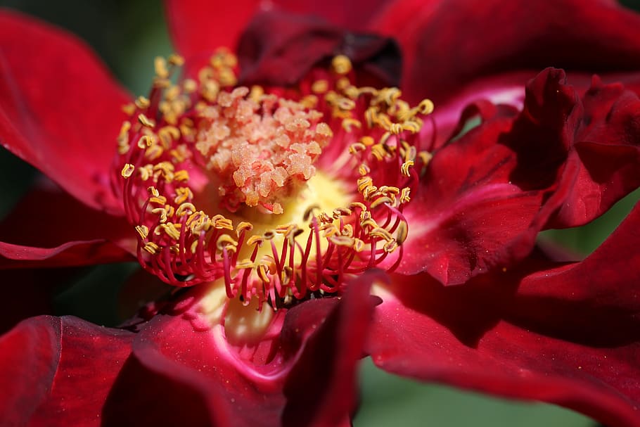 gastat, obert, vermell, rosa, estambres, pol·len, flors, districte, acollidor, intel·ligent, groc, filigrana, pètals, naturalesa, estiu, planta amb flors, flor, pètal, planta, fragilitat, frescor, bellesa a la natura, vulnerabilitat, primer pla, cap de flor, inflorescència, creixement, cap gent, centrar-se en primer pla, color rosa, arranjament floral, bouquet, 5K
