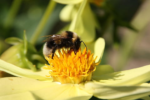 hummel, abejorro, Bourdon, flor, planta floreciendo, fragilidad, invertebrado, pétalo, insecto, fauna animal, vulnerabilidad, cabeza de flor, animales en la naturaleza, temas de animales, un animal, planta, abeja, animal, belleza en la naturaleza, de cerca, crecimiento, frescura, inflorescencia, polinización, amarillo, polen, nadie, al aire libre, 2K, CC0, dominio público, libre de derechos