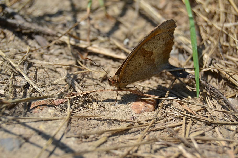 una arna, cuc, papallona, macro, temes d'animals, un animal, animal, naturalesa, fauna animal, sec, enfocament selectiu, animals a la natura, planta, cap gent, dia, terra, invertebrat, insecte, primer pla, camp, marró, a l'aire lliure, branca, ala dels animals, papallona - insecte, 4K