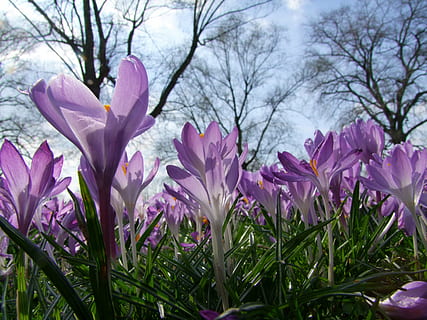 selectief, focus fotografie, Purper, crocus bloem, bloemen, krokus, de lente, park, Düsseldorf, zee van bloemen, Rheinpark, rijn weide, februari, Farbenpracht, felle kleuren, bloem volheid, lage hoek schot, Duitsland, natuur, bloem, roze kleur, fabriek, lente, bloemblad, bloemhoofd, bloeiende plant, versheid, schoonheid in de natuur, groei, breekbaarheid, kwetsbaarheid, geen mensen, dag, boom, detailopname, iris, buitenshuis, land-, 4K, CC0, publiek domein, royaltyvrij