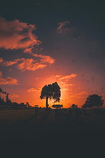 bubbles at sunset, floating, bubbles, sunset, sky, tree, bubble, cloud, beauty in nature, scenics - nature, plant, silhouette, tranquility, cloud - sky, tranquil scene, orange color, no people, nature, non-urban scene, idyllic, land, environment, growth, landscape, field, outdoors, romantic sky, 5K, CC0, public domain, royalty free