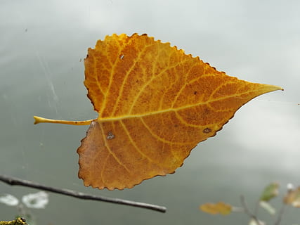 Blatt, Gelb, Struktur, fliegen, schweben, Natur, Pflanzenteil, Herbst, Veränderung, Nahansicht, Blattvene, Verletzlichkeit, keine Leute, Schönheit in der Natur, Zerbrechlichkeit, trocken, Tag, Pflanze, orange Farbe, Fokus auf den Vordergrund, natürliches Muster, draußen, Wasser, natürlicher Zustand, fallen, 1080P, CC0, gemeinfrei, lizenzfrei