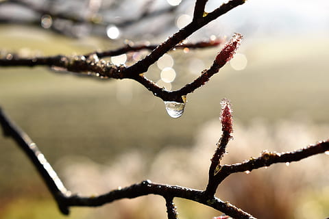 dryppe, dug, dugdråbe, blad, græs, dråbe vand, efterår, Morgentau, tæt, vand, plante, afrimning, baglygte, Morgenrot, træ, afdeling, dråbe, fokus på forgrunden, ingen mennesker, tæt på, udendørs, dag, vinter, Frosset, kold temperatur, natur, is, våd, skønhed i naturen, sne, Kvist, regndråbe, smeltning, 5K, CC0, offentligt domæne, royaltyfrie