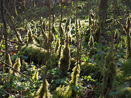 muschio, bemoost, luce posteriore, sottobosco, crescita del muschio, fouling, pianta, crescita, natura, albero, nessuno, animali allo stato selvatico, animale, terra, temi animali, giorno, fauna selvatica, colore verde, foresta, campo, bellezza nella natura, all'aperto, mammifero, luce del sole, vertebrato, 4K, CC0, dominio pubblico, privo di copyright
