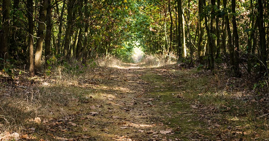 bosc, Camí, ruta, viatjar, ferri, transportat, llarg camí, distància, pasatemps, deslocalització, naturalesa, bellesa, la vida, admiració, fantasia, atmosfèric, medi ambient, herba, camp, el creixement del, natural, atmosfera, vegetació, silvicultura, caminar, acció, correr, arbre, fusta, material, matèria primera, arbres, full, fulles, ecologia, estructura, a l'aire lliure, sendera, color verd, paisatge, cap gent, bellesa a la natura, estiu, escenics, planta, llum solar, escena no urbana, terra, direcció, el camí a seguir, tranquil·litat, escena tranquil·la, creixement, dia, Carretera bruta, carretera, escenics - natura, perspectiva decreixent, bambú - planta, 5K