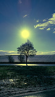 sol, arbre, cel, humor, llum de fons, naturalesa, weinviertel, Baixa Austràlia, blau, cel blau, paisatge, Austràlia, camps, posta de sol, llum solar, a l'aire lliure, escena tranquil·la, tranquil·litat, camp, bellesa a la natura, escenics - natura, arbre nu, medi ambient, terra, planta, cap gent, escena no urbana, núvol - cel, solitud, flare de la lent, aïllat, 4K, CC0, domini públic, lliure de regalies