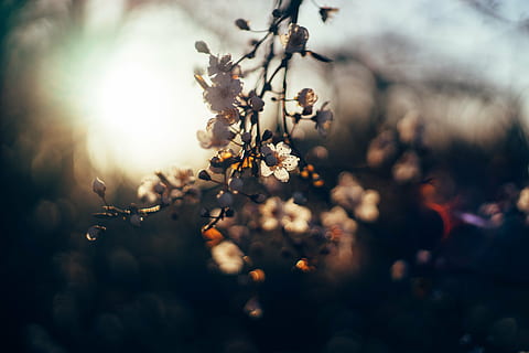 flors, posta de sol, fulles, naturalesa, branca, arbre, primavera, planta, temporada, a l'aire lliure, flor, enfocament selectiu, fragilitat, creixement, frescor, planta amb flors, bellesa a la natura, cap gent, vulnerabilitat, primer pla, menjar i beguda, dia, defocated, llum solar, cap de flor, flor de cirerer, 5K, CC0, domini públic, lliure de regalies