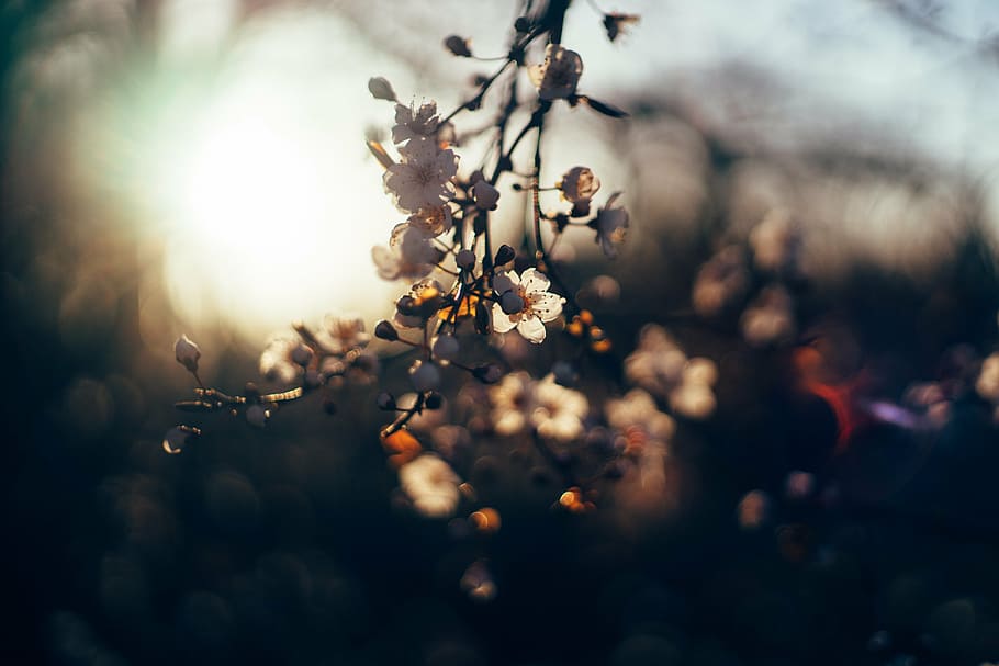 flors, posta de sol, fulles, naturalesa, branca, arbre, primavera, planta, temporada, a l'aire lliure, flor, enfocament selectiu, fragilitat, creixement, frescor, planta amb flors, bellesa a la natura, cap gent, vulnerabilitat, primer pla, menjar i beguda, dia, defocated, llum solar, cap de flor, flor de cirerer, 5K