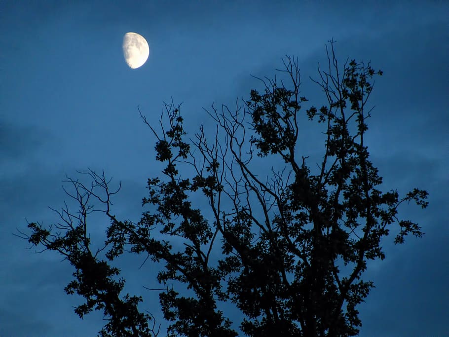 Luna, splendere la luna, luce lunare, albero, alberi, buio, ramo, sera, notte, silhouette, cielo, pianta, Inquadratura dal basso, bellezza nella natura, natura, spazio, scenics - natura, la tranquillità, astronomia, nessuno, scena tranquilla, crescita, Luna piena, crepuscolo, nuvola - cielo, luna planetaria, all'aperto, chiaro di luna, spazio e astronomia, 2K