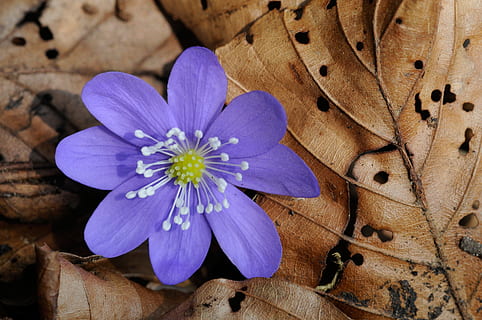 porpra, flor d’hepàtica, marchit, fulles, hepatica, flor del bosc, primavera, flor, planta amb flors, fragilitat, pètal, frescor, vulnerabilitat, planta, bellesa a la natura, cap de flor, primer pla, inflorescència, naturalesa, creixement, cap gent, blau, pol·len, directament a sobre, material de fusta, vista d’angle alt, safrà, 4K, CC0, domini públic, lliure de regalies
