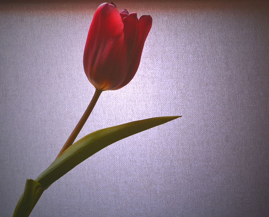 Tulpe, hellrot, Licht, rot, Blume, Natur, Zerbrechlichkeit, Blütenblatt, Schönheit in der Natur, blühende Pflanze, Pflanze, Frische, Verletzlichkeit, Nahansicht, Pflanzenstamm, Blütenstand, Blütenkopf, drinnen, keine Leute, Wachstum, Wandbau - Funktion, Weichheit, Kelchblatt, 2K