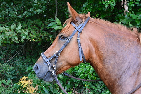 close, brown, horse, head, net, side pull, profile, eye, equine, mare, domestic animals, mammal, domestic, animal, animal themes, pets, one animal, livestock, vertebrate, animal wildlife, bridle, plant, nature, land, field, no people, herbivorous, day, outdoors, animal head, 5K, CC0, public domain, royalty free