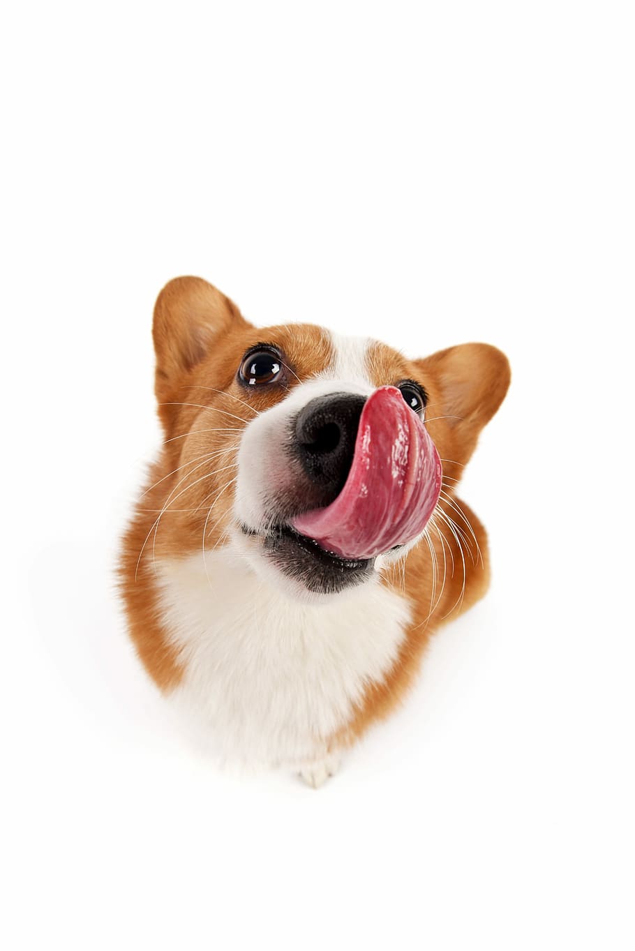 adult, blanc, marró, pembroke, gallec, corgi, primer pla, fotografia, mascotes, gos, nacional, caní, un animal, mamífer, animals domèstics, temes d'animals, animal, tir de l'estudi, fons blanc, vertebrats, tallar, a l'interior, retrat, cap gent, mirant la càmera, còpia espai, part del cos dels animals, petit, cap d’animals, gos de pura raça, chihuahua: gos, jack russell terrier, 5K