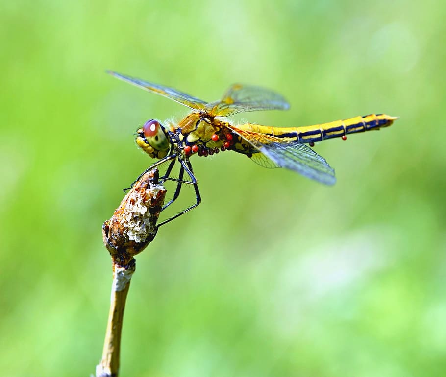 libellula, insetto, macro, natura, estate, avvicinamento, parassiti, acaro, imenotteri, concentrarsi sulle conoscenze acquisite, temi animali, animali allo stato selvatico, un animale, invertebrato, fauna selvatica, animale, pianta, ala animale, giorno, bellezza nella natura, all'aperto, nessuno, stelo vegetale, parte vegetale, lunghezza intera, 2K