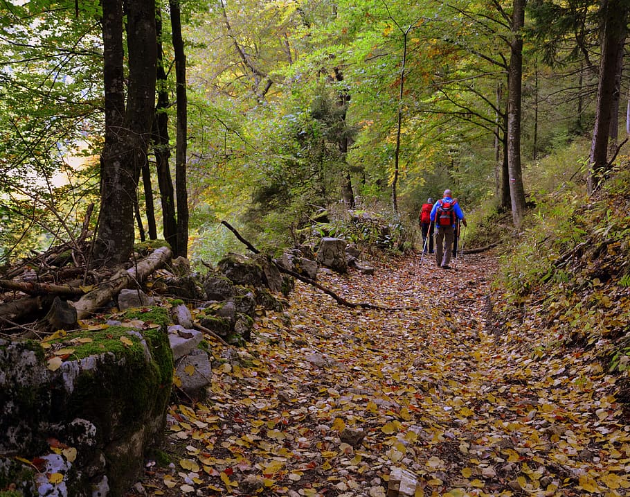 excursió, bosc, tardor, ruta, caminar amb pals, muntanya, el camí europeu, e5, lessinia, Itàlia, arbre, terra, planta, caminar, naturalesa, vista del darrere, activitat d'oci, sendera, dues persones, bellesa a la natura, estils de vida, longitud completa, tranquil·litat, adult, creixement, homes, tronc, dones, a l'aire lliure, 4K